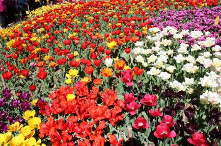парад тюльпанов в Никитском ботаническом саду.