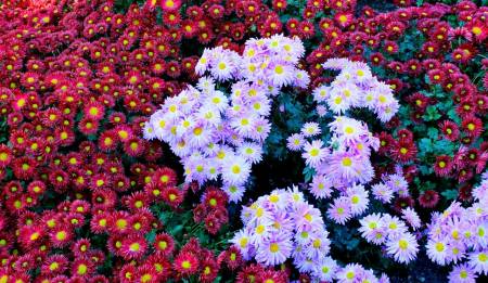 выставка цветов в Крыму