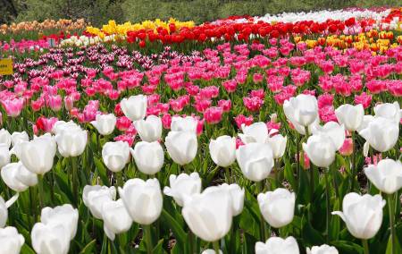 Парад тюльпанов в Никитском Ботаническом саду.